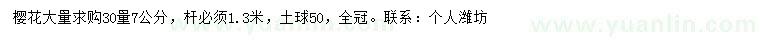 求購30公分量7公分櫻花