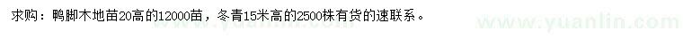 求購鴨腳木、冬青