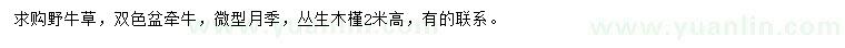 求購野牛草、牽牛、月季等