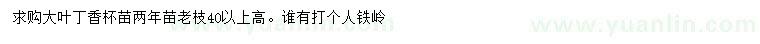 求購大葉丁香