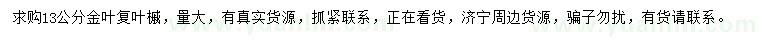 求購(gòu)13公分金葉復(fù)葉槭