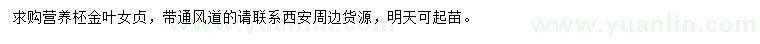 求購金葉女貞