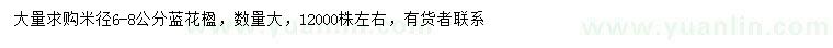 求購(gòu)米徑6-8公分藍(lán)花楹