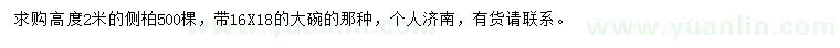 求購(gòu)高2米側(cè)柏