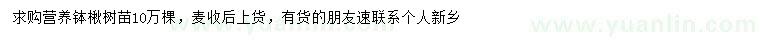 求購(gòu)楸樹(shù)苗