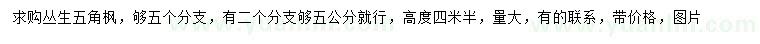 求購高4.5米叢生五角楓