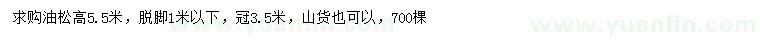 求購高5.5米油松