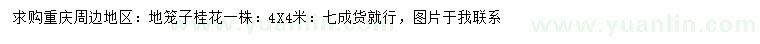 求購4米桂花