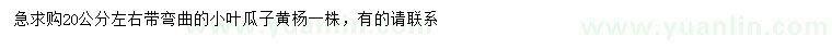 求購20公分左右小葉瓜子黃楊