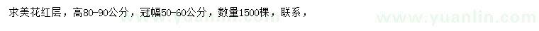 求購冠幅50-60公分美花紅千層