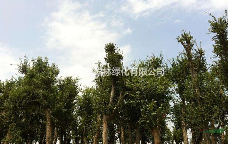 成都米徑20公分雙桿樸樹價(jià)格 米徑20公分樸樹基地哪兒有賣