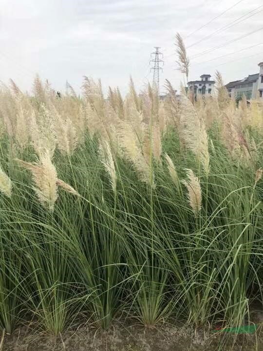 蒲葦