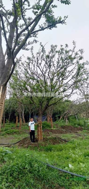 江蘇供應(yīng)大量優(yōu)質(zhì)樸樹 30公分