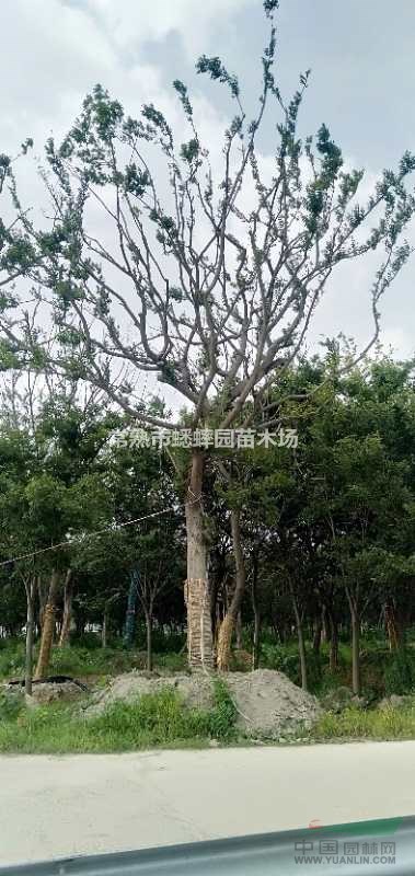 江蘇供應(yīng)大量優(yōu)質(zhì)樸樹 30公分