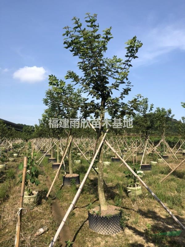 供應(yīng)多花黃花風(fēng)鈴木