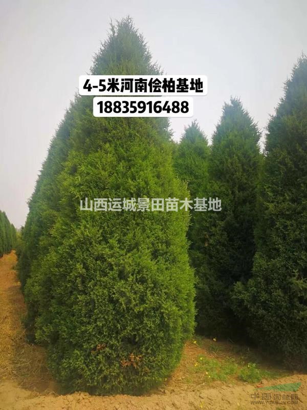 山西河南儈種植基地·大量批發3-4-5米高河南儈柏