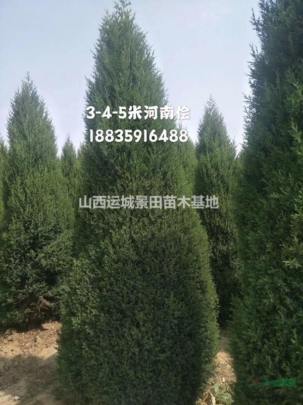 山西河南儈種植基地·大量批發3-4-5米高河南儈柏