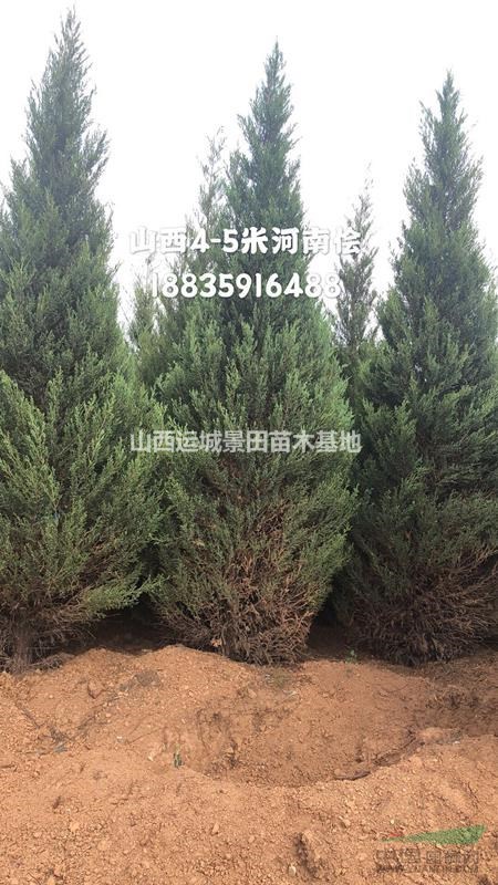 山西河南儈種植基地·大量批發3-4-5米高河南儈柏