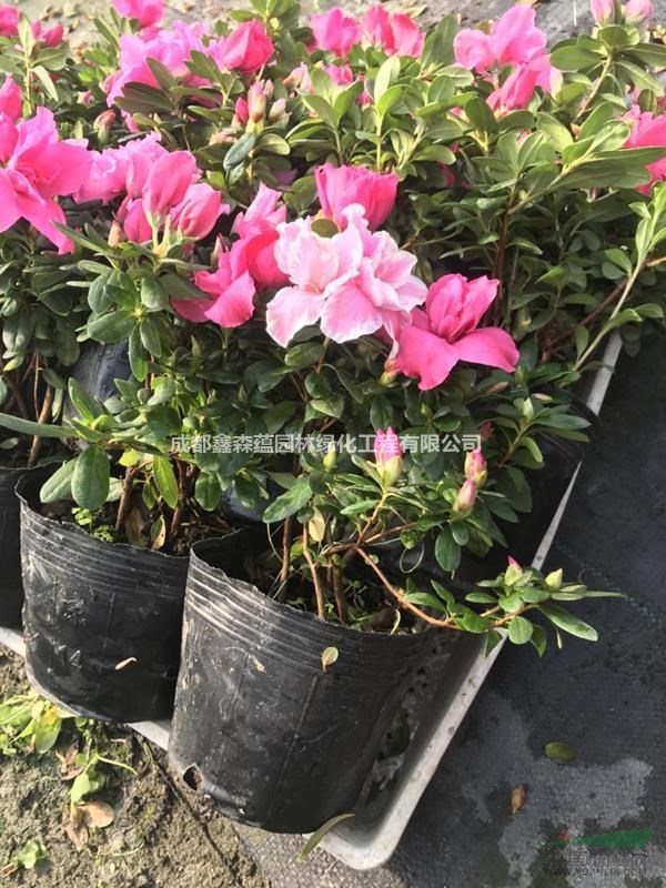 西洋鵑價(jià)格 西洋鵑基地 批發(fā)西洋鵑 西洋鵑種植基地杯苗出售