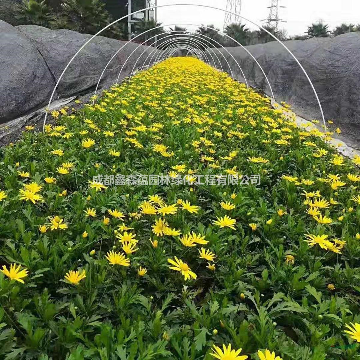 木春菊批發(fā)基地 木春菊杯苗價格 木春菊基地 木春菊工程苗