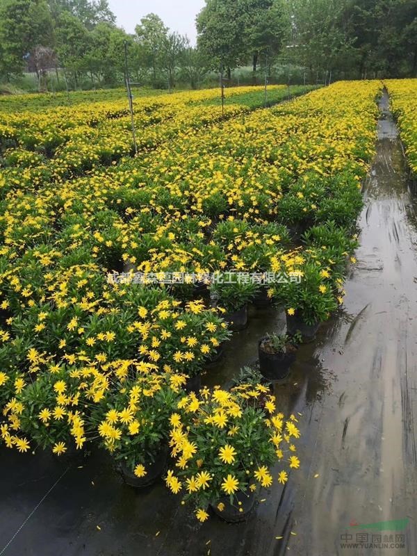 木春菊批發(fā)基地 木春菊杯苗價格 木春菊基地 木春菊工程苗