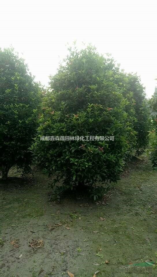 籠子桂花批發(fā)價(jià)格 籠子桂花工程苗 籠子桂花基地 桂花基地