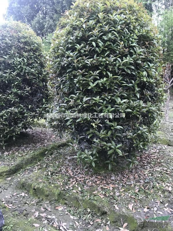 籠子桂花批發(fā)價(jià)格 籠子桂花工程苗 籠子桂花基地 桂花基地