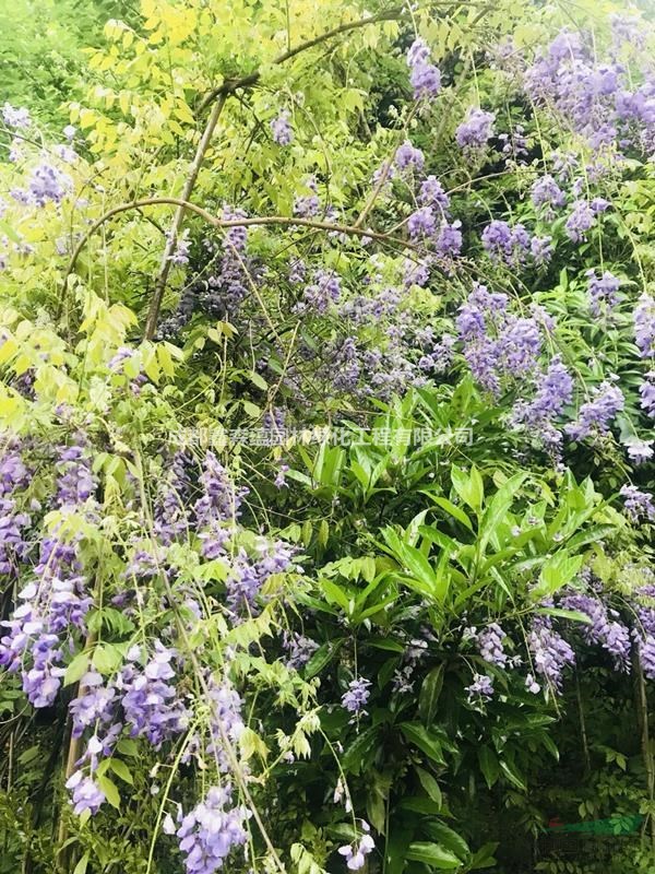 批發(fā)油麻藤 油麻藤種植基地 紫藤基地 紫藤批發(fā)基地