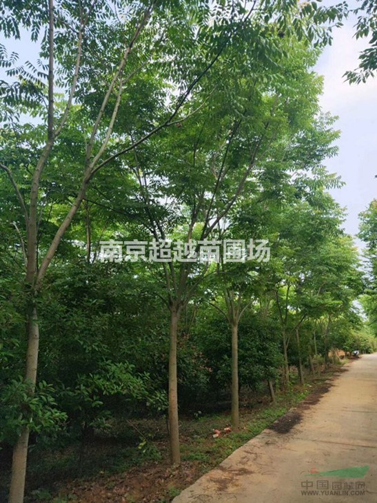 欒樹基地@南京欒樹苗圃價格展示