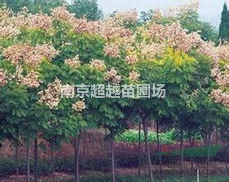 欒樹基地@南京欒樹苗圃價格展示