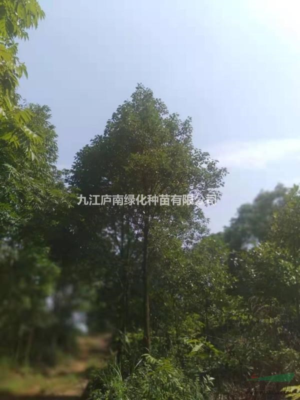 九江地区供应移植香樟