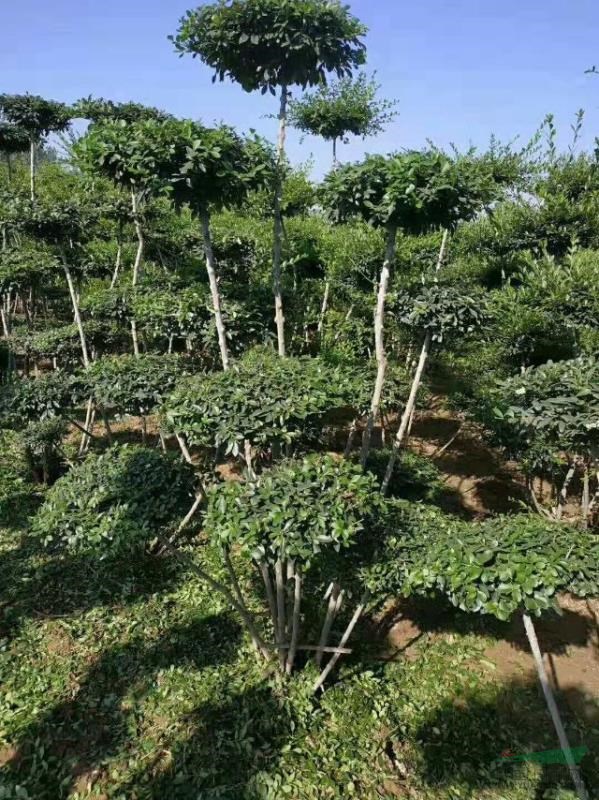 小葉女貞造型