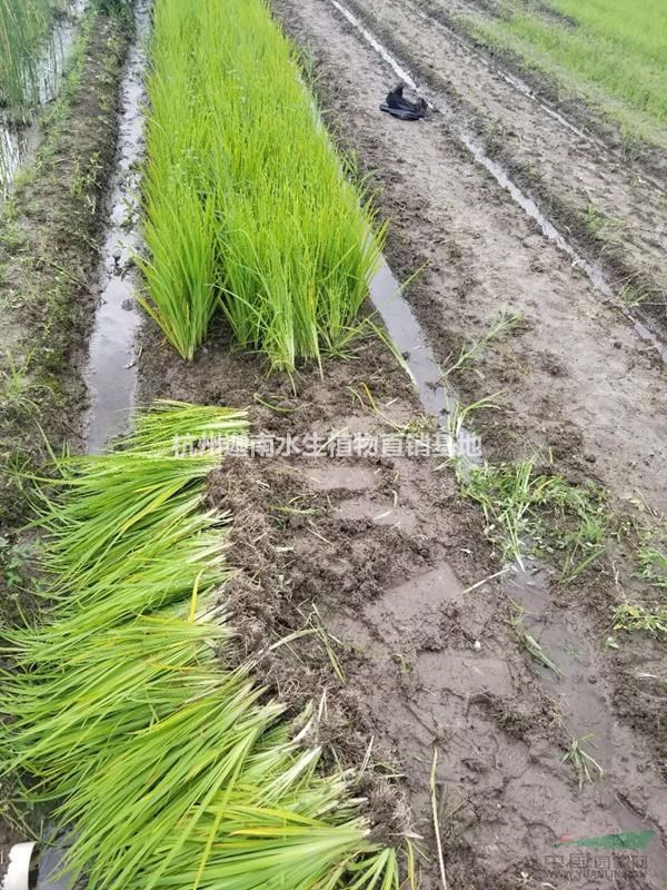 水生植物黃菖蒲水菖蒲大量銷售