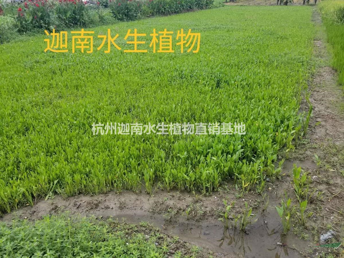 供應水生植物澤瀉