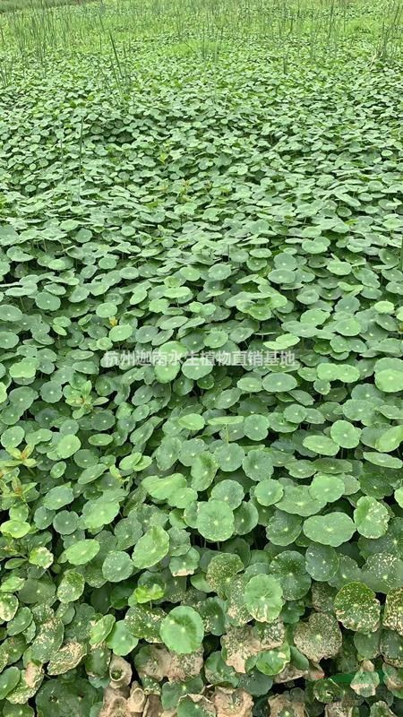 供應水生植物銅錢草