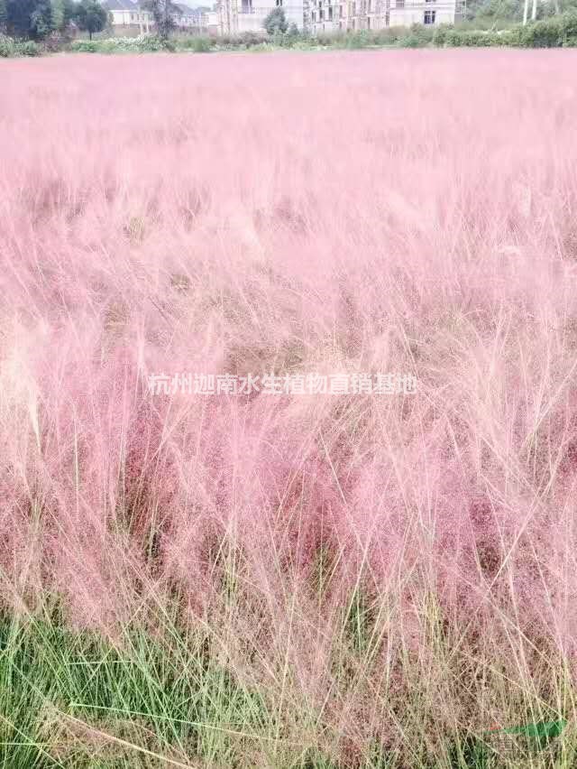 供應(yīng)粉黛亂子草網(wǎng)紅草