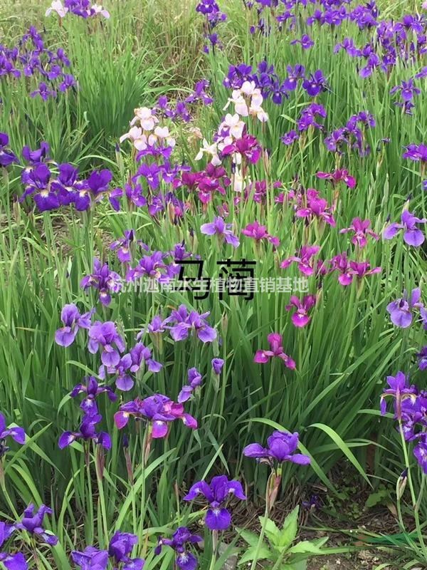 供應觀賞草馬藺