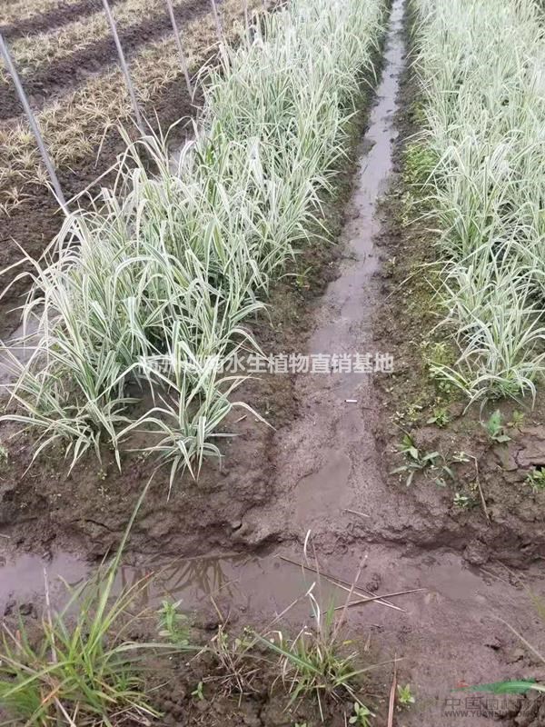 供應玉帶草