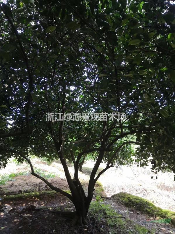 浙江常山供应4米-4.5米嫁接胡柚树