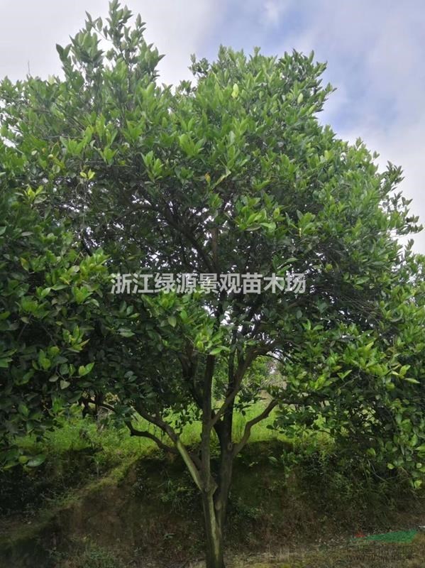 嫁接胡柚树4米-4.5米高