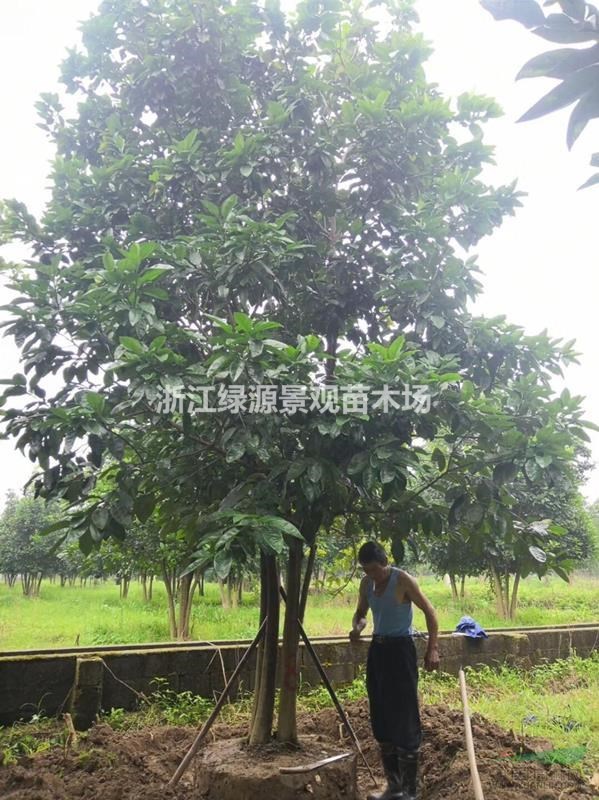 香泡树5米