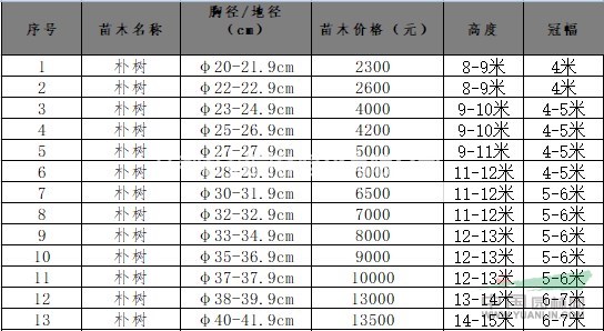 樸樹價(jià)格表米徑20-40公分樸樹價(jià)格，叢生樸樹多少錢一棵