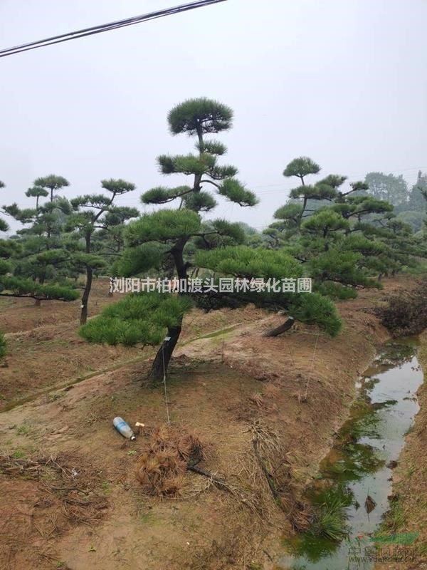 湖南長沙瀏陽柏加造型黑松基地直銷批發(fā)