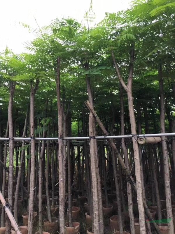 串錢柳、鳳凰木