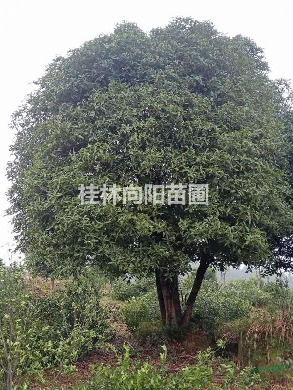 大桂花