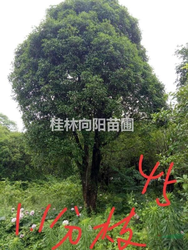大桂花
