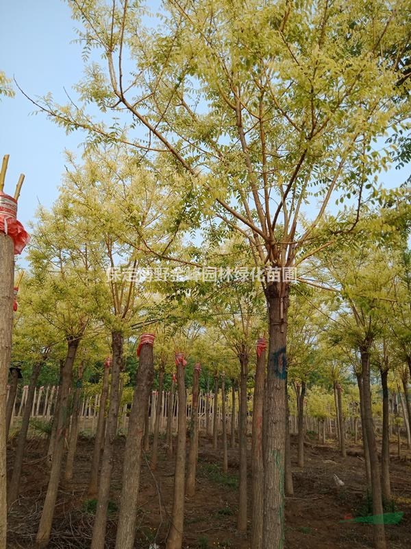 河北金葉槐基地 金葉槐出售 8公分金葉槐價(jià)格