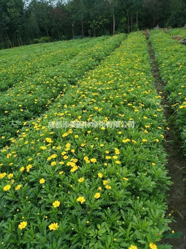 木春菊 云南菊花 瑪格麗特 木春菊基地 花卉種植農(nóng)戶 