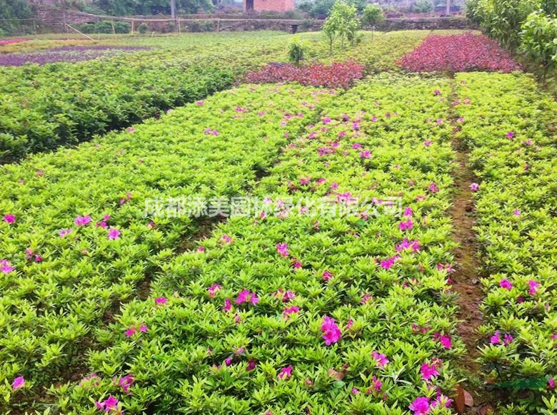 毛娟價格 毛娟小苗 毛娟基地 毛娟生產(chǎn)基地 灌木小苗