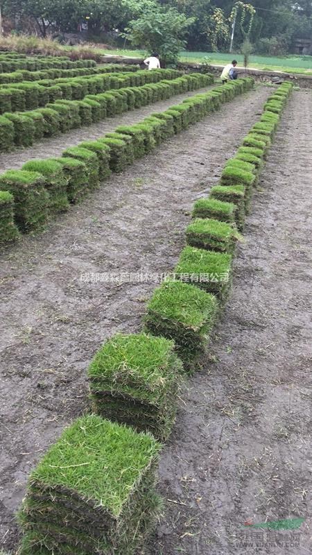 草坪批發(fā)基地 臺灣二號基地 混播草坪基地 草坪價(jià)格是多少